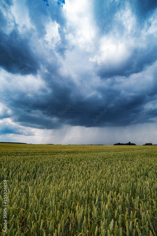 Wheat field in summer afternoon.