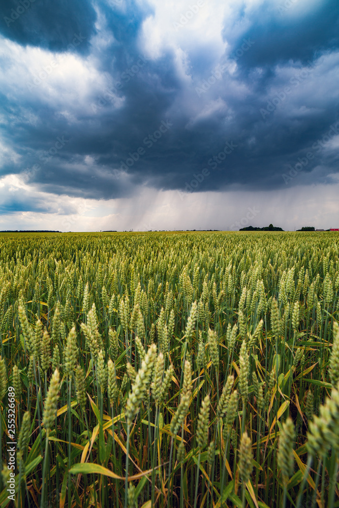 Wheat field in summer afternoon. Wheat field in summer afternoon.