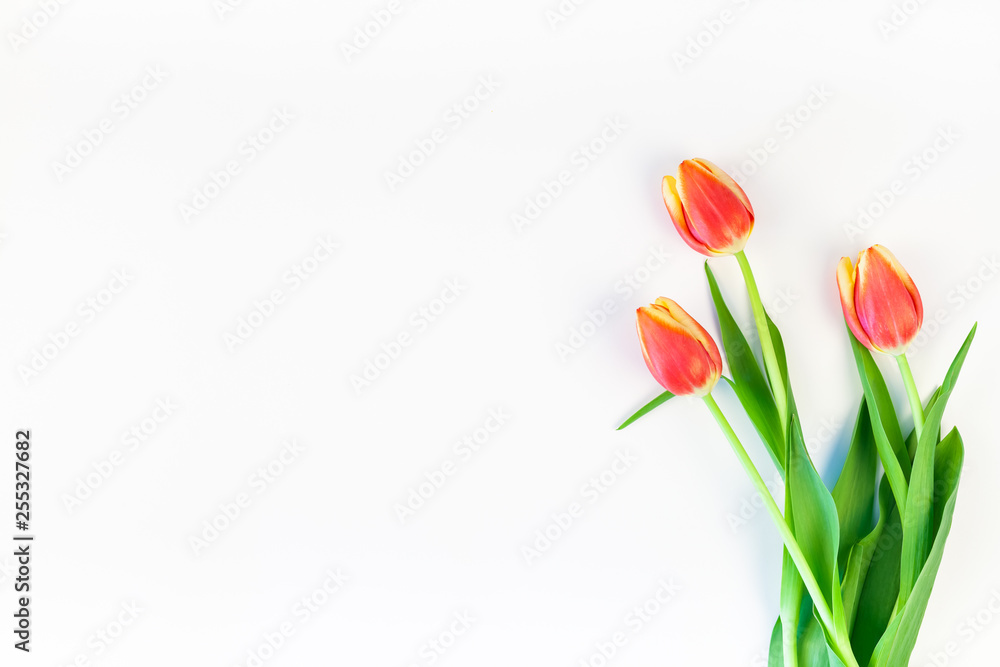 Red tulips flowers on white background Red tulips flowers on white background