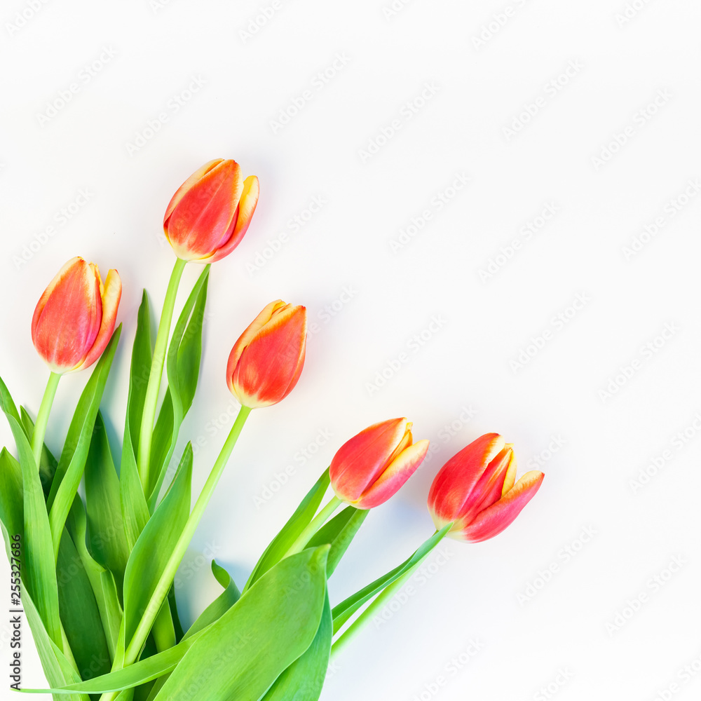 Red tulips flowers on white background