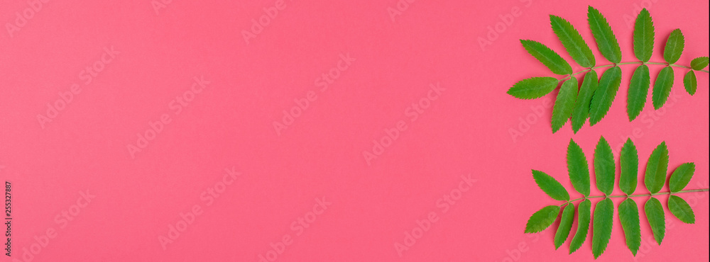Fototapeta premium Green rowan tree leaves on bright pink background