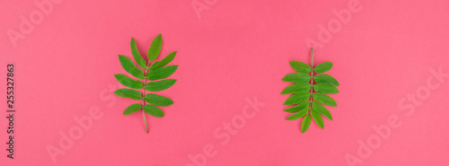 Wallpaper Mural Green rowan tree leaves on bright pink background Torontodigital.ca