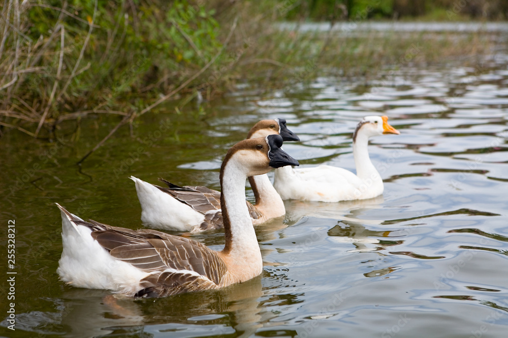 Three beautiful geese swim in the water. Three beautiful geese swim in the water.
