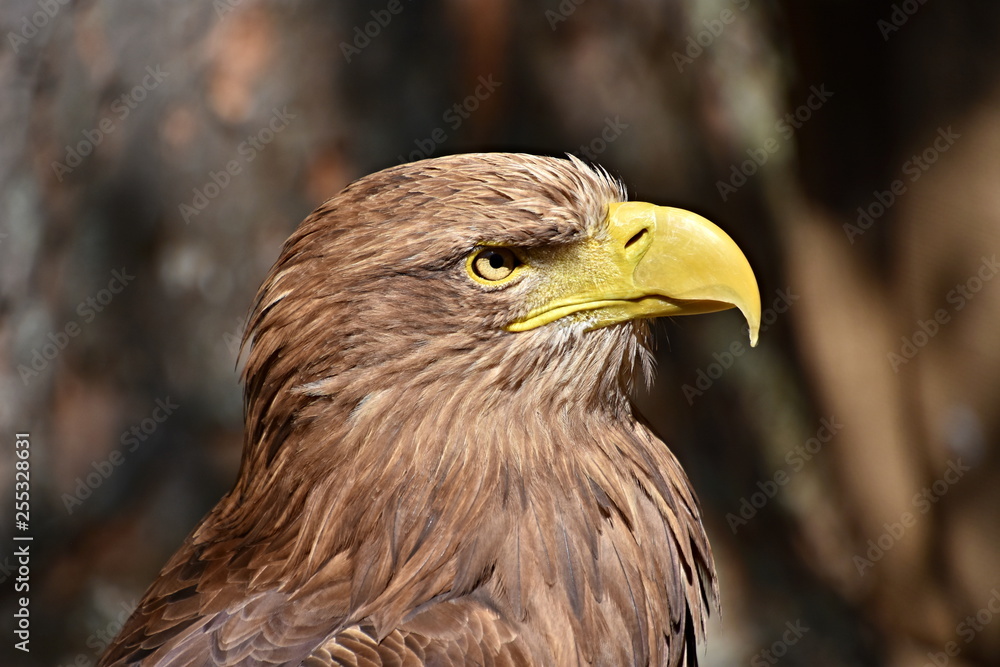 Eagle, king of the sky and beautiful predator Stock Photo | Adobe Stock