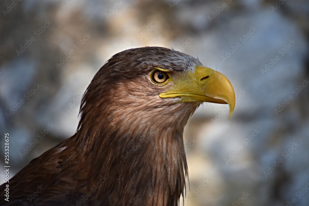 Obraz premium Eagle, king of the sky and beautiful predator