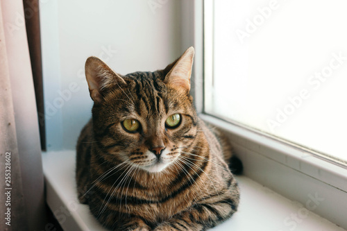 cat with an interested and frightened look sits on windowsill. Breed is a Begalese cat with yellow-green eyes.