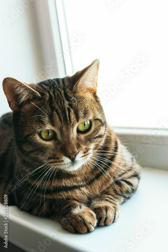 Cat with an evil and arrogant gaze sits on windowsill. Breed is a Begalese cat with yellow-green eyes.