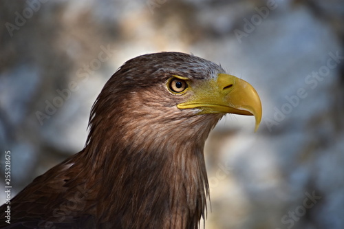 Eagle, king of the sky and beautiful predator
