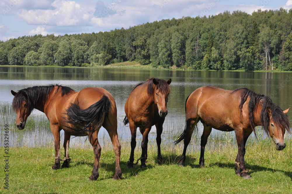 horses in the field horses in the field