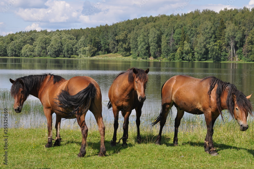 horses in the field