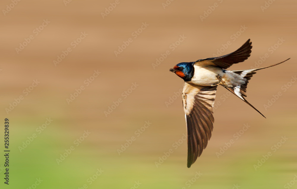 barn swallow flies fast - obrazy, fototapety, plakaty 