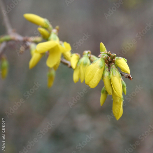 Forsythia yellow blossom on branch in springtime. Forsythia flowers in selective focus