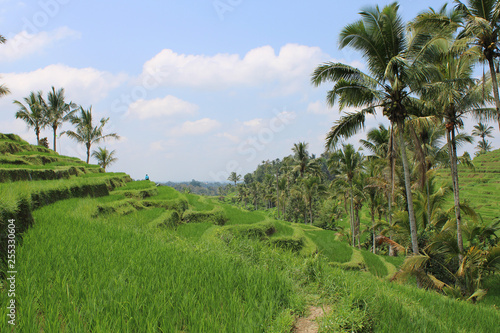 Jatiluwih - Rice terrace - Bali - Indonesia
