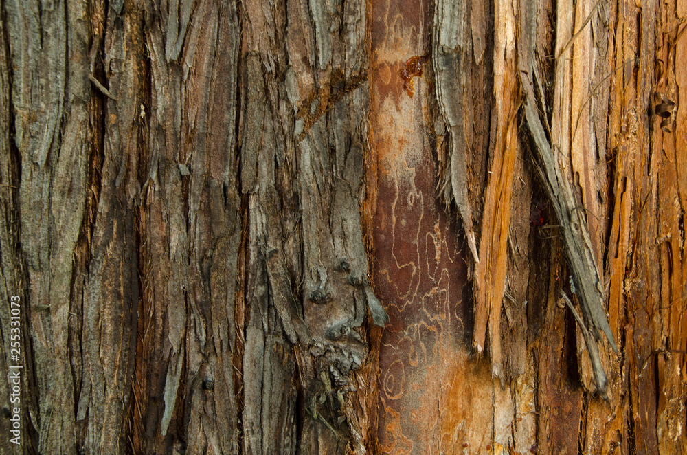 ragged tree bark resin ragged tree bark resin