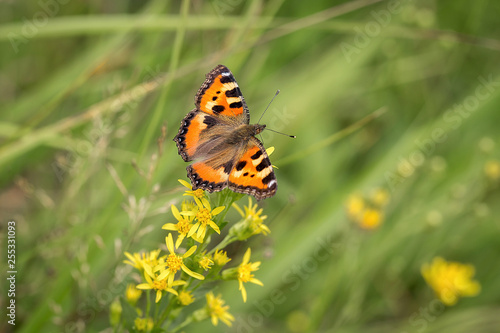 Butterfly in the green field