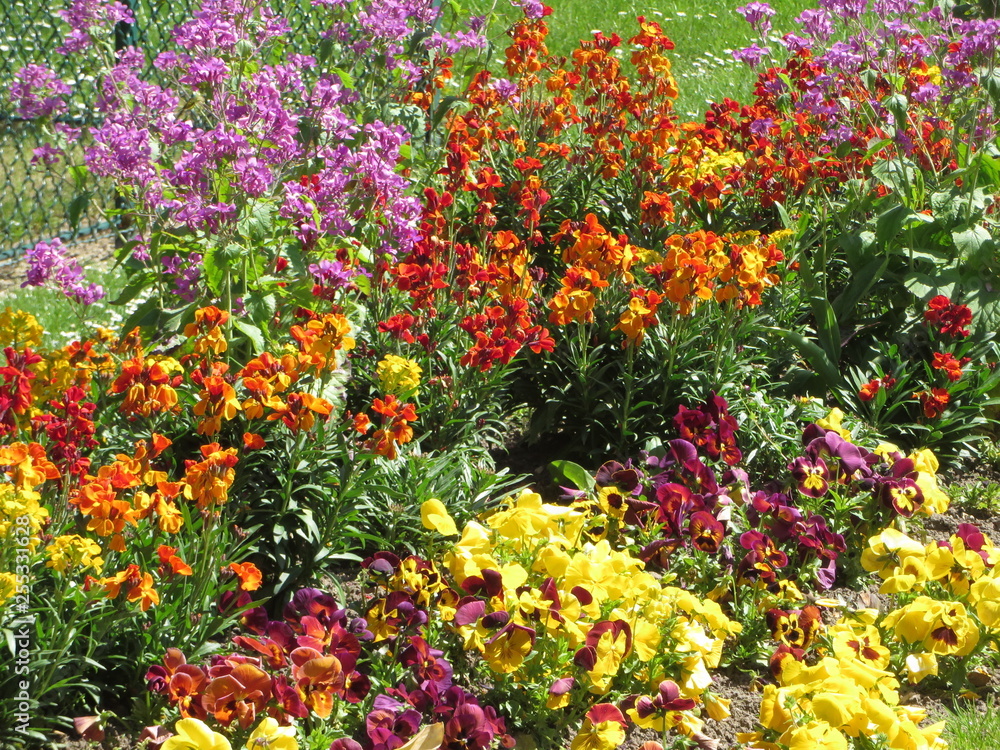 bunte Blumen bunte Blumen