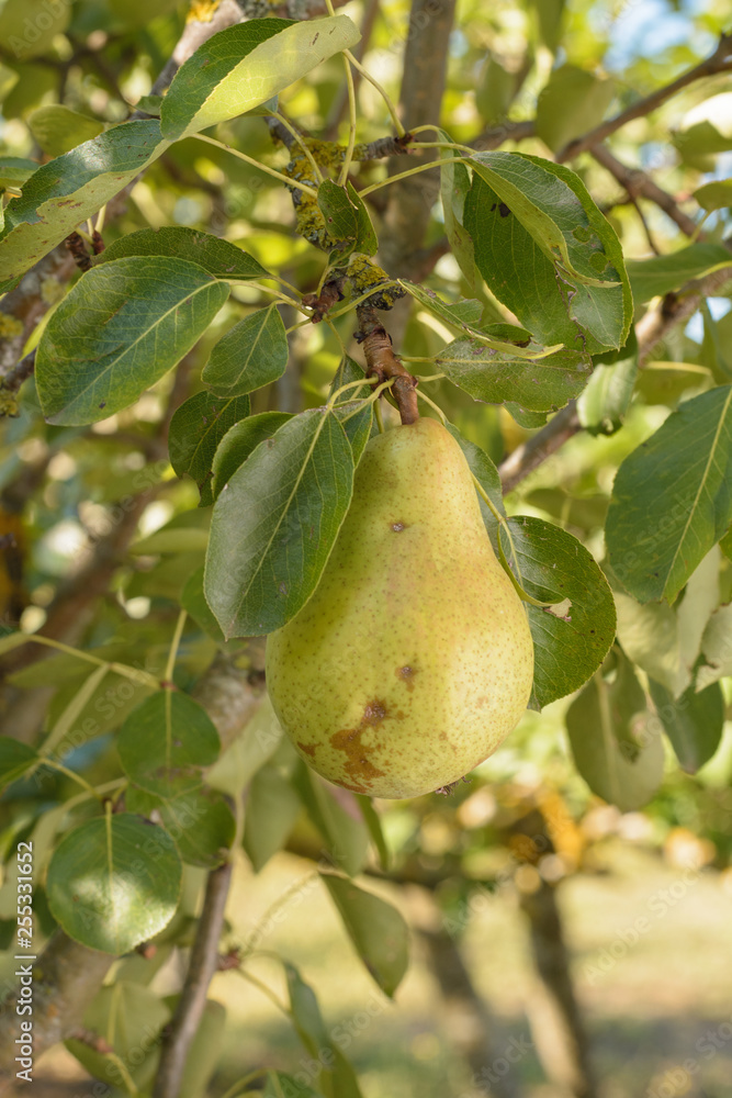 Branch of pear tree with hanging pears. Fruit tree. Branch of pear tree with hanging pears. Fruit tree.