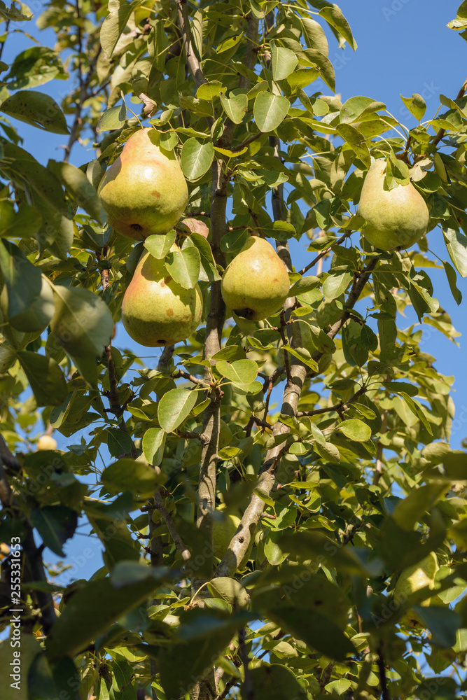 Branch of pear tree with hanging pears. Fruit tree. Branch of pear tree with hanging pears. Fruit tree.