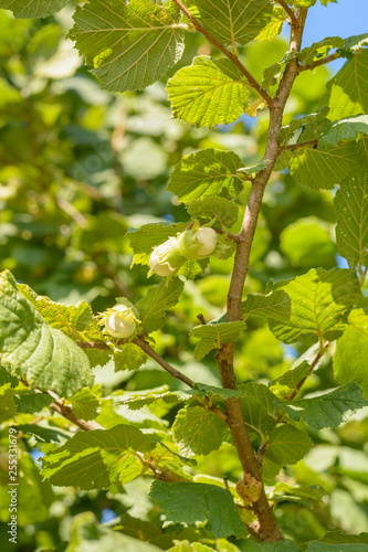 Fresh crop harvest of hazel filbert nuts on a sunny morning