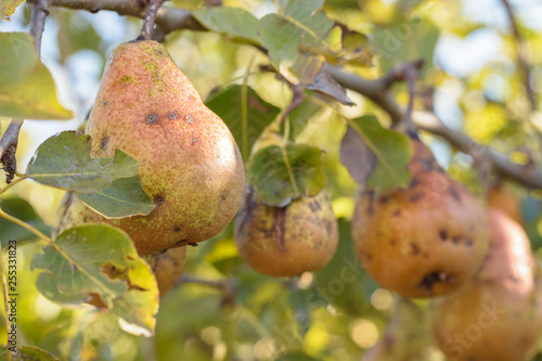 Disease of the pear tree, scabies on the pears
