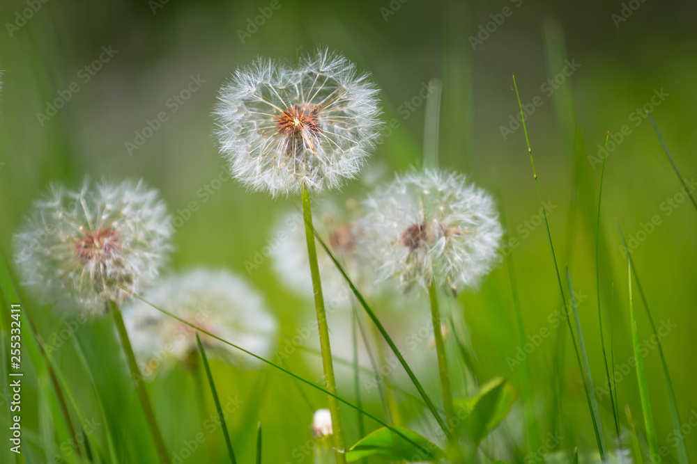 closeup white dandelion flowers in a green grass closeup white dandelion flowers in a green grass