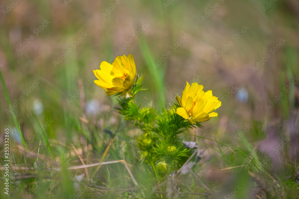 closeup yellow spring flower in a grass closeup yellow spring flower in a grass