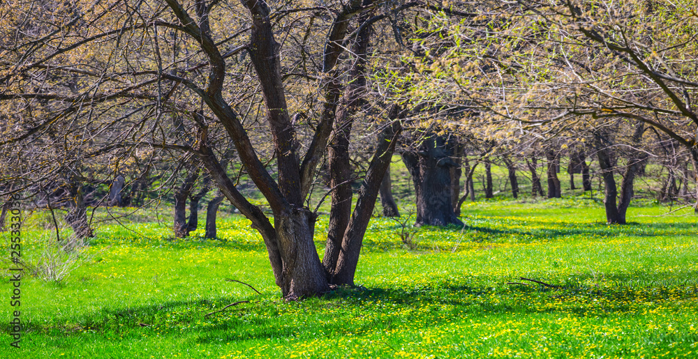 beautiful green spring forest glade with flowers