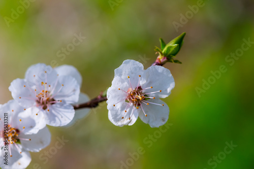 closeup spring apple tree branch in a blossom