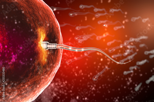 Fertilization of human egg cell by sperm cell spermatozoon photo