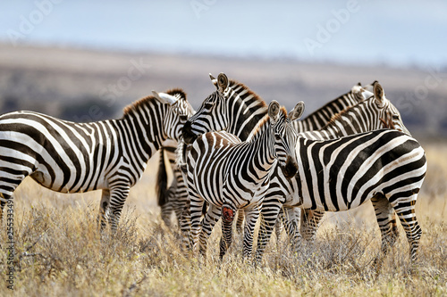 herd of zebra