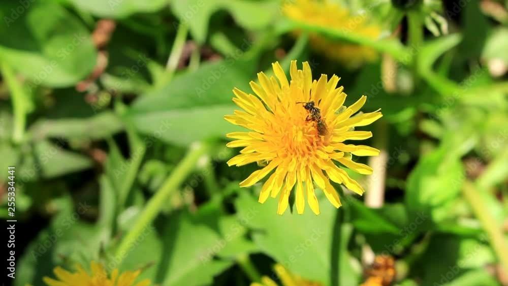 A bee on a yellow dandelion removes pollen from the eyes and antennae. Spread its wings, it takes off. A bee on a yellow dandelion removes pollen from the eyes and antennae. Spread its wings, it takes off.