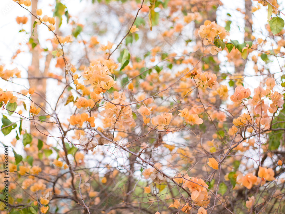 Orange bougainvillea and bokeh background Orange bougainvillea and bokeh background