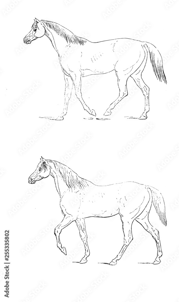 Horse Horse