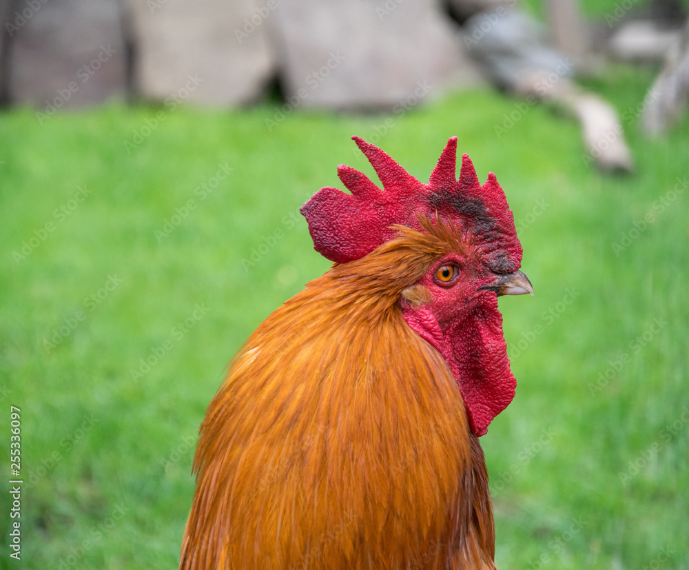 Head of a brown rooster with vibrant red cockscomb with meadow and rock in the background