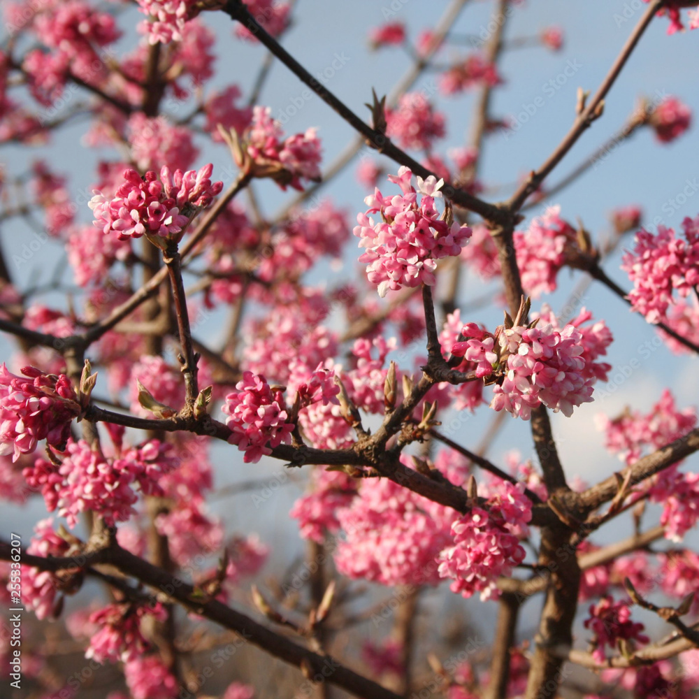 Springtime background. Dawn viburnum with pink flowers. V. bodnantense Springtime background. Dawn viburnum with pink flowers. V. bodnantense