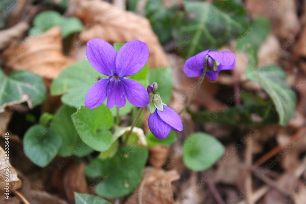 English or common violet flowers in the forest in springtime English or common violet flowers in the forest in springtime