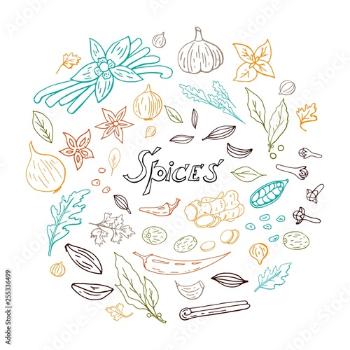 Hand drawn set of spices with with colorful lines in circle space isolated on white background  Spices vector collection