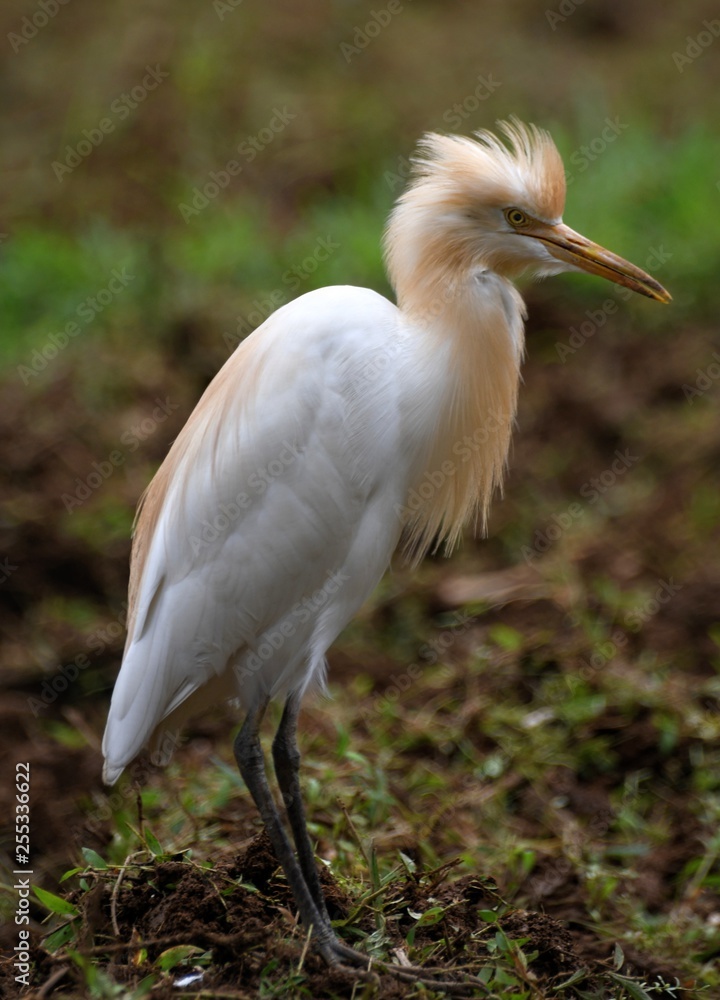 Cattle egret inthe field of Kerala Cattle egret inthe field of Kerala