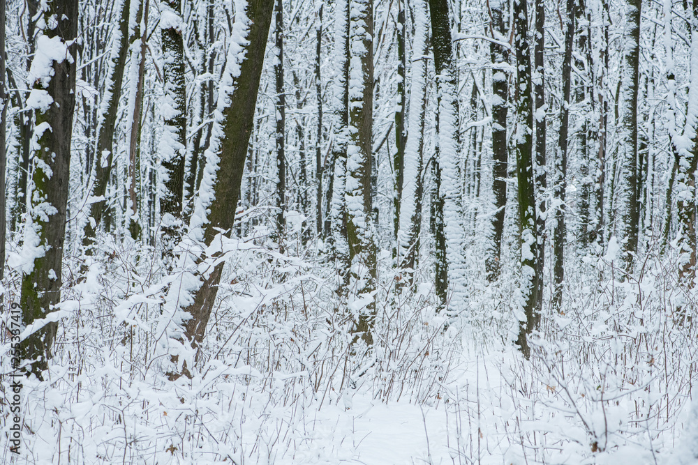 Winter snow-covered trees Winter snow-covered trees