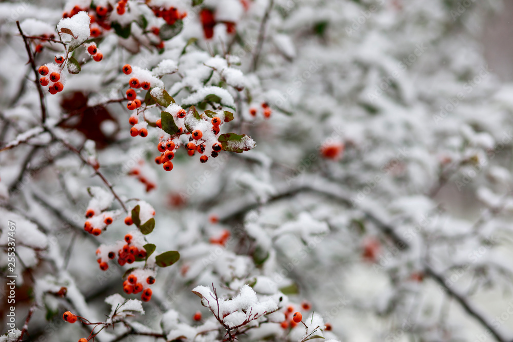Beautiful red rowan in the snow Beautiful red rowan in the snow