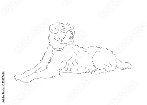 dog lies, lines, vector,