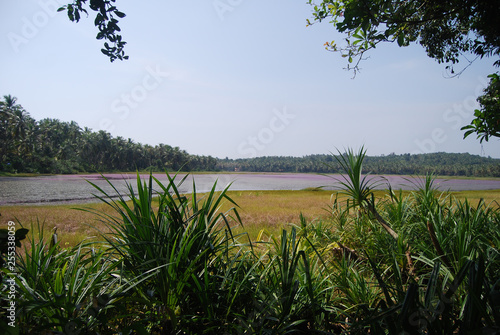 Korapuzha river in Kozhikode, Kerala. A Summer view.