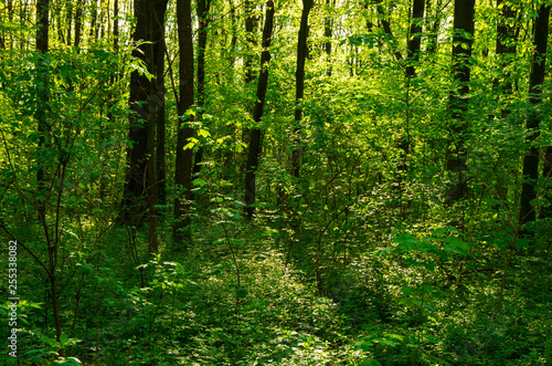 Sunlight in the green forest, spring time