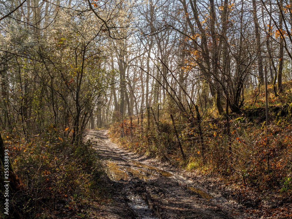 Lunigiana spring, muddy lane through the woods but beautiful in springtime sunshine. North Tuscany, Italy. Lunigiana spring, muddy lane through the woods but beautiful in springtime sunshine. North Tuscany, Italy.