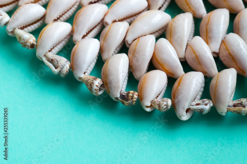 Beautiful summer cowrie shells on turquoise, green background
