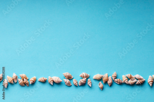 Beautiful summer cowrie shells on blue background
