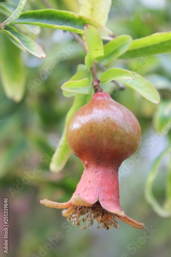 pomegranate on tree