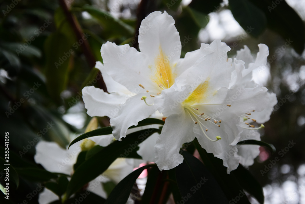 Fototapeta premium White spring rhododendron 2