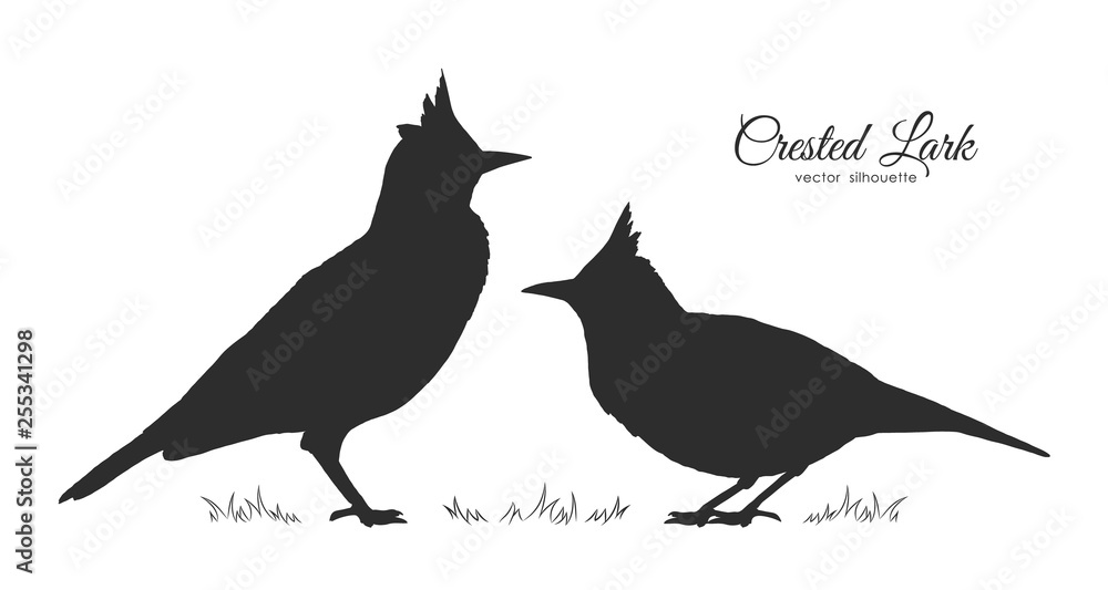 Fototapeta premium Two Silhouette of Crested Lark. Little birds