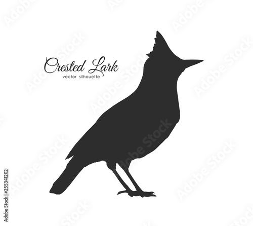 Silhouette of Crested Lark. Bird on white background